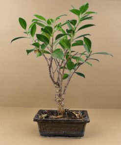 Alternative view of Bonsaï boule avec logo