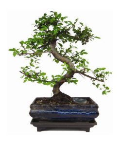 Bonsai publicitaire Ulmus