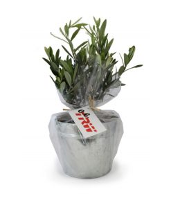 Alternative view of Petit olivier en pot