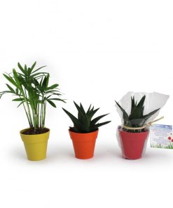 Alternative view of Plante éco pot bambou