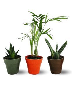 Plante éco pot bambou