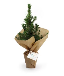 Sapin de Noel personnalisé