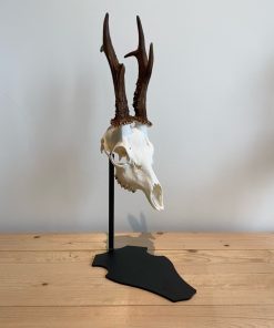 Alternative view of Support de trophée Brocard Parvus